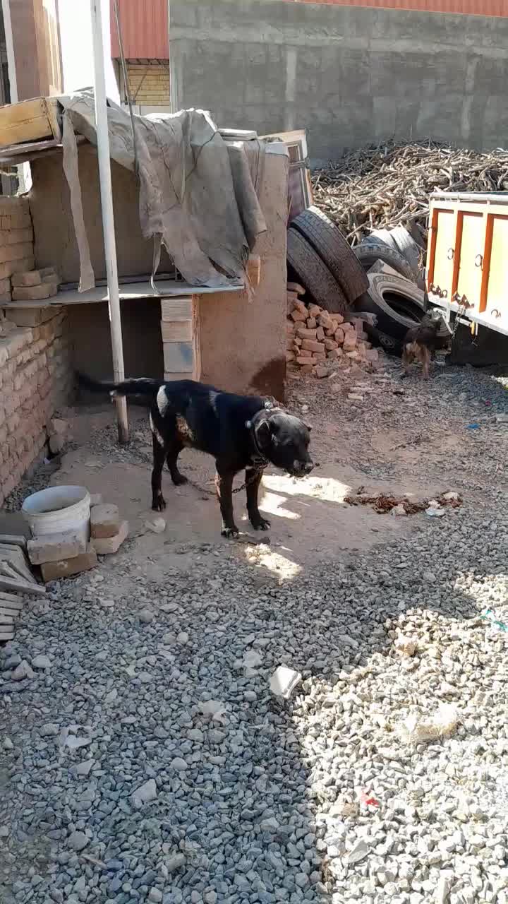 سگ قدرجونی|سگ|تیران, |دیوار