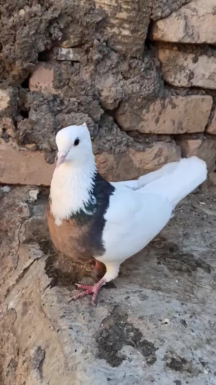 طوقی ماده|پرنده|بردسکن, |دیوار