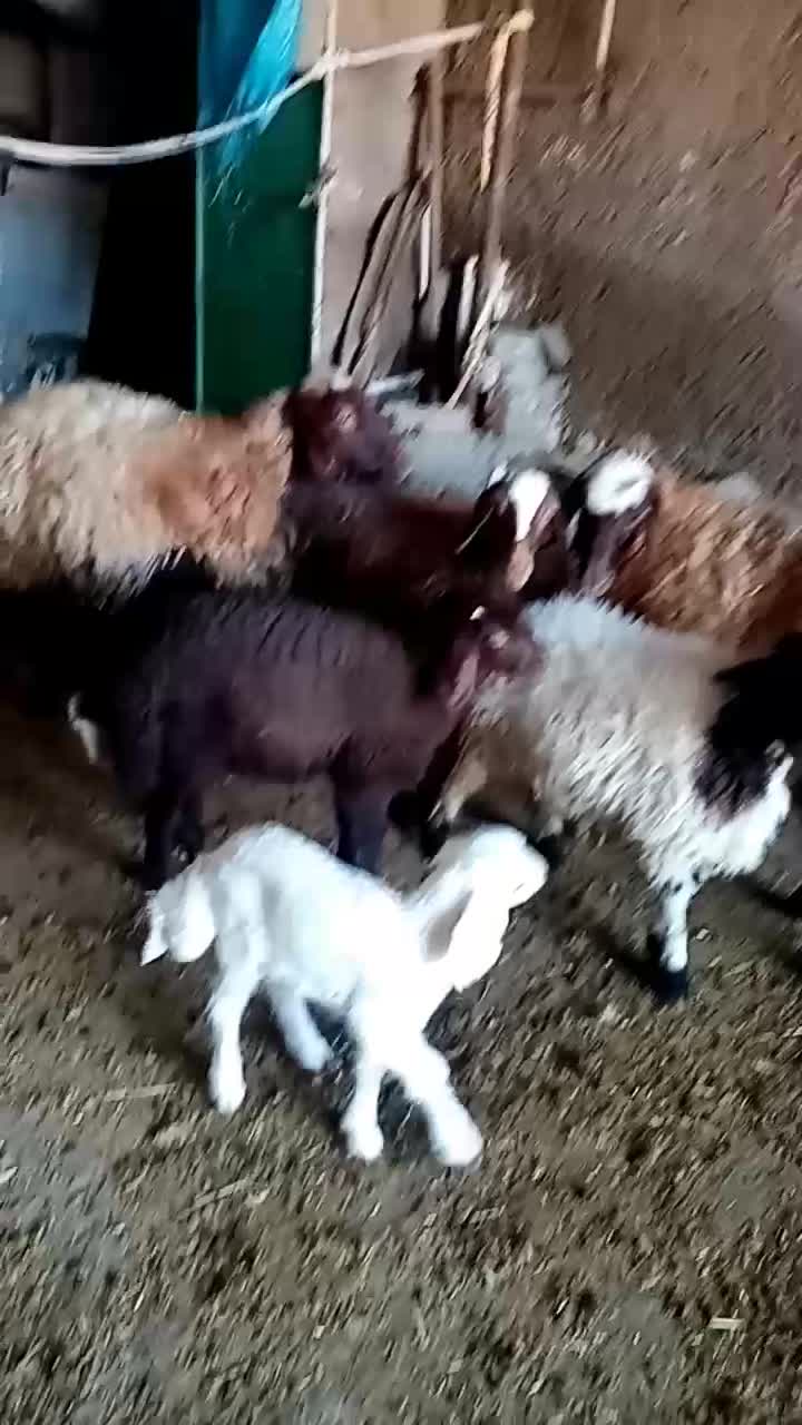 دو راس میش وبره باب داشتی جوان|حیوانات مزرعه|دره شهر, |دیوار