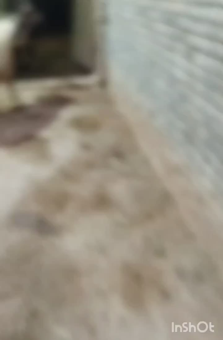 قوچ. اهواز|حیوانات مزرعه|حمیدیه, |دیوار