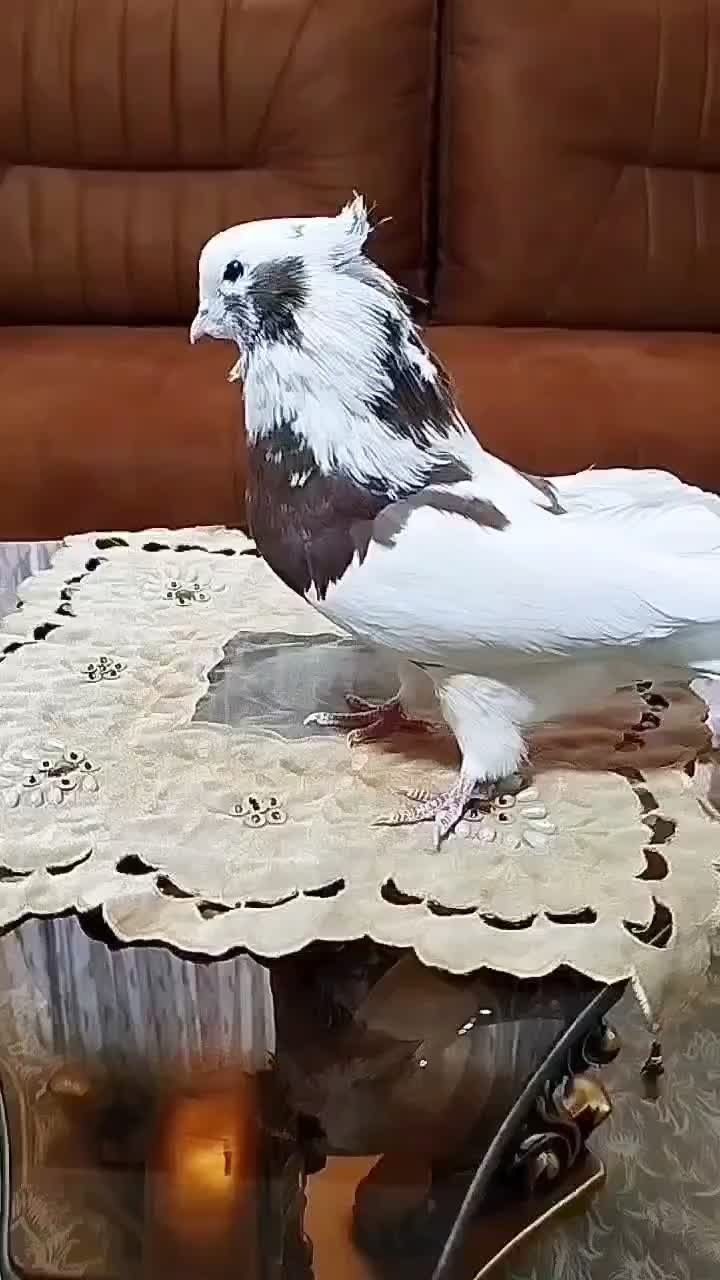 کبوتر نقابی سرخ|پرنده|هرسین, |دیوار