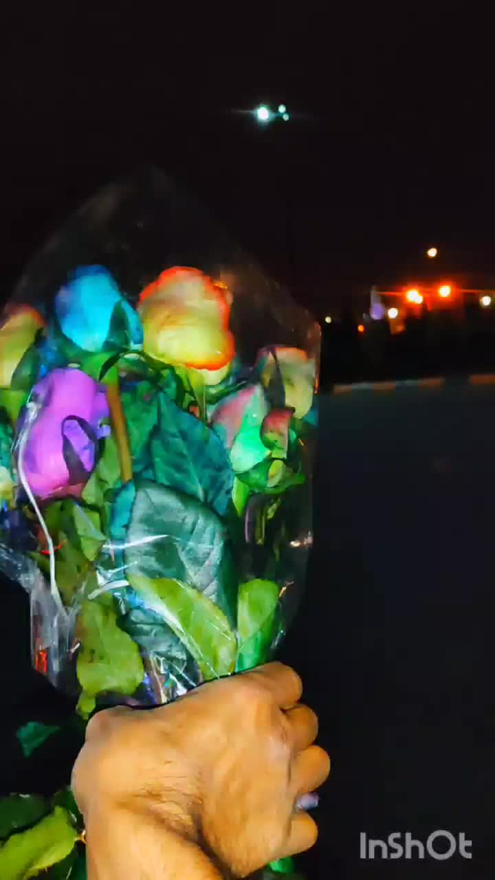 پخش عمده گل رز هلندی ارسال به سراسر کشور|گل و گیاه طبیعی|شیراز, جوادیه|دیوار