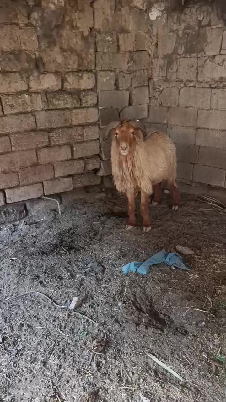 یک قوچ و چهار تا بز|حیوانات مزرعه|شادگان, |دیوار