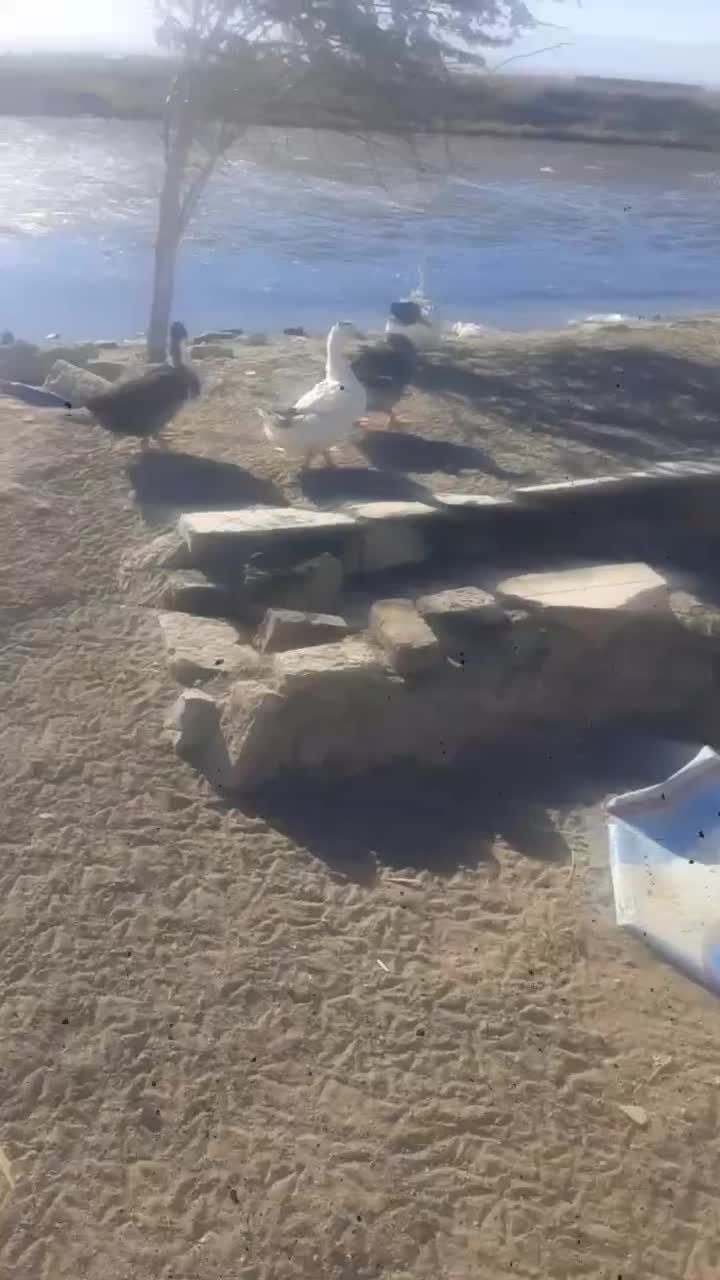 3تا اردک باهم|حیوانات مزرعه|سبزوار, جوادیه شرقی|دیوار