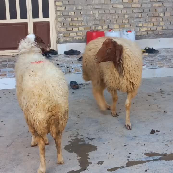 گوسفند|حیوانات مزرعه|اهواز, فتح|دیوار