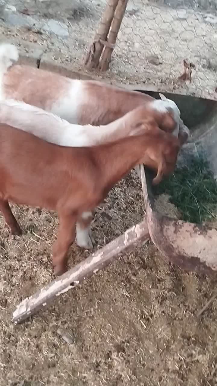 کهره نر فاریاب|حیوانات مزرعه|کهنوج, |دیوار