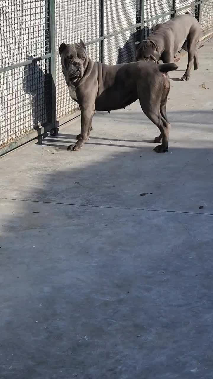 کنکورسو|سگ|بومهن, |دیوار