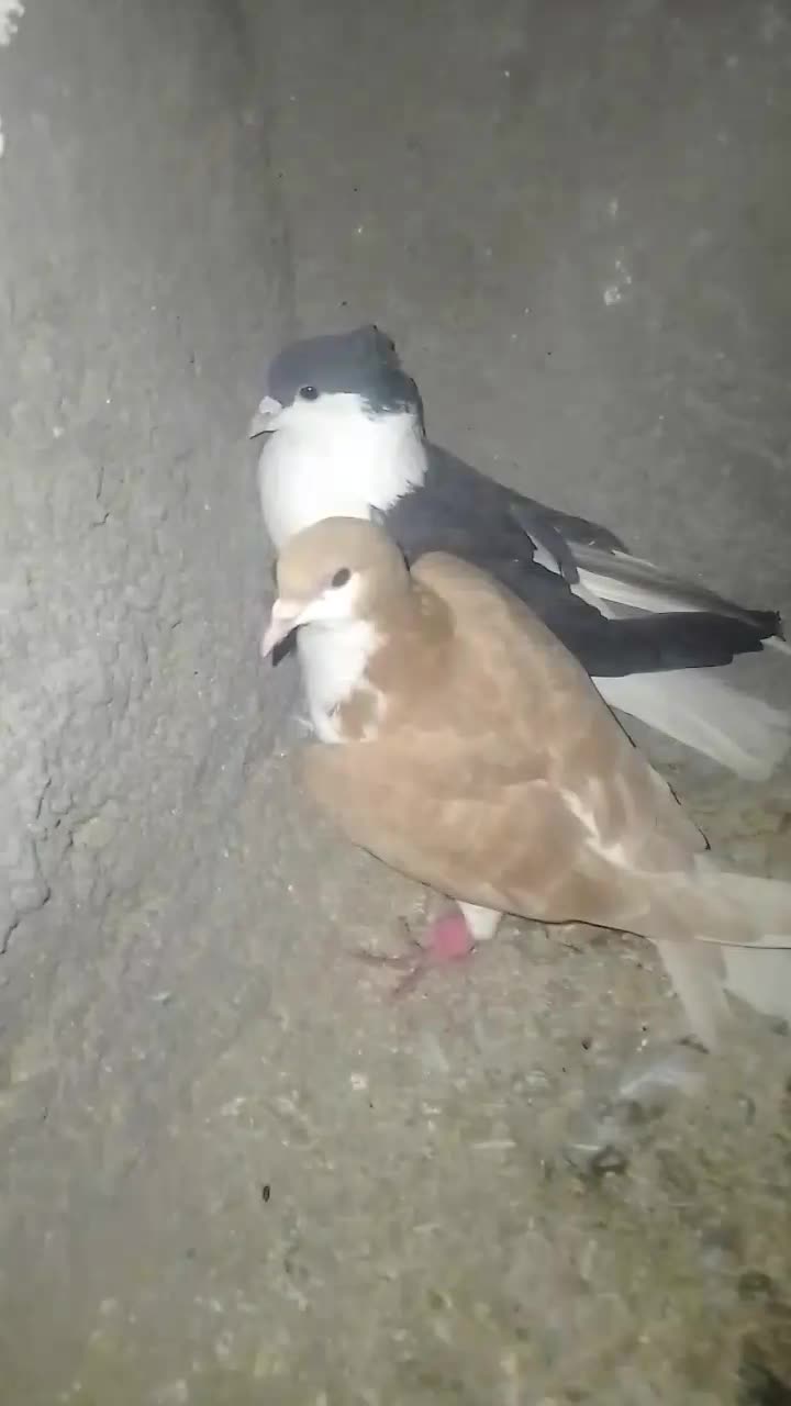 پرنده|پرنده|مشهد, درابد امام|دیوار