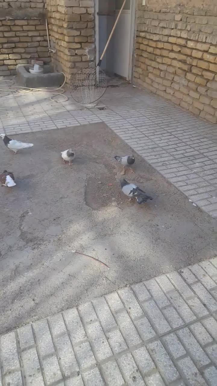 کبوتر|پرنده|تربتحیدریه, شهرک ولیعصر|دیوار