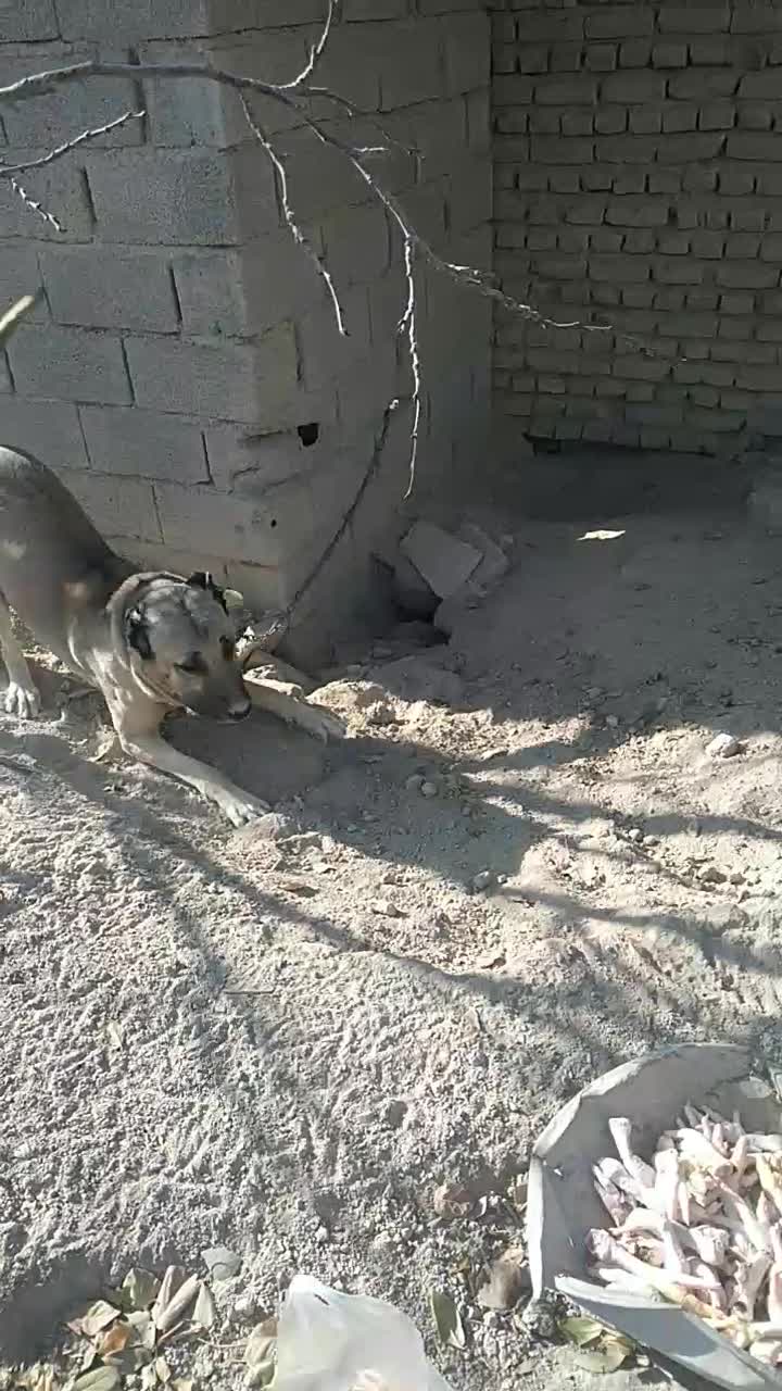 سگ سرابی|سگ|اندیشه, اندیشه فاز ۴|دیوار