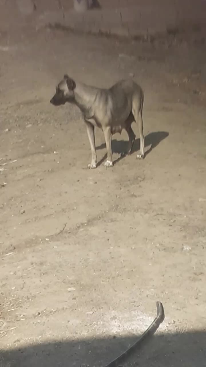 ماده‌سرابی شکم اولشه ۳۵روزه زایده|سگ|صوفیان, |دیوار