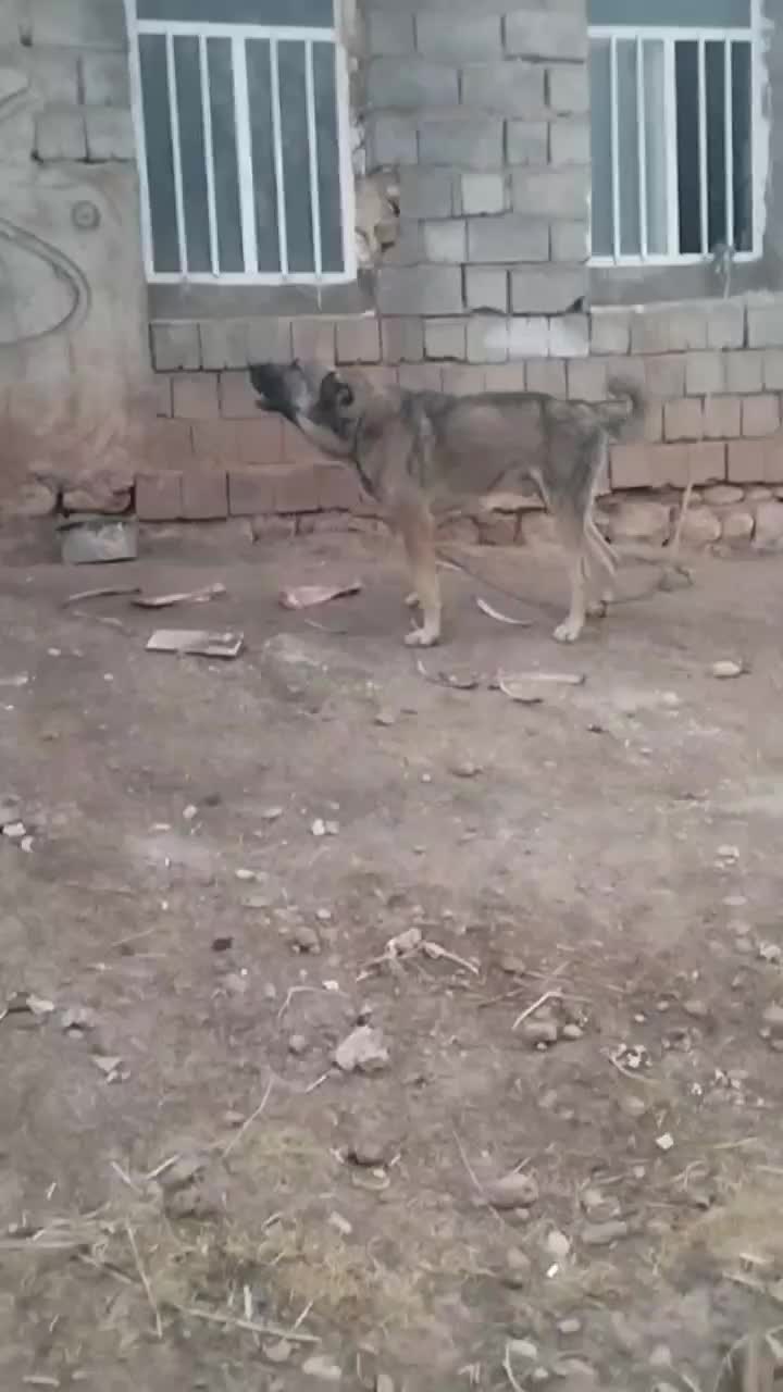 سگ پژدر|سگ|کوهنانی, |دیوار