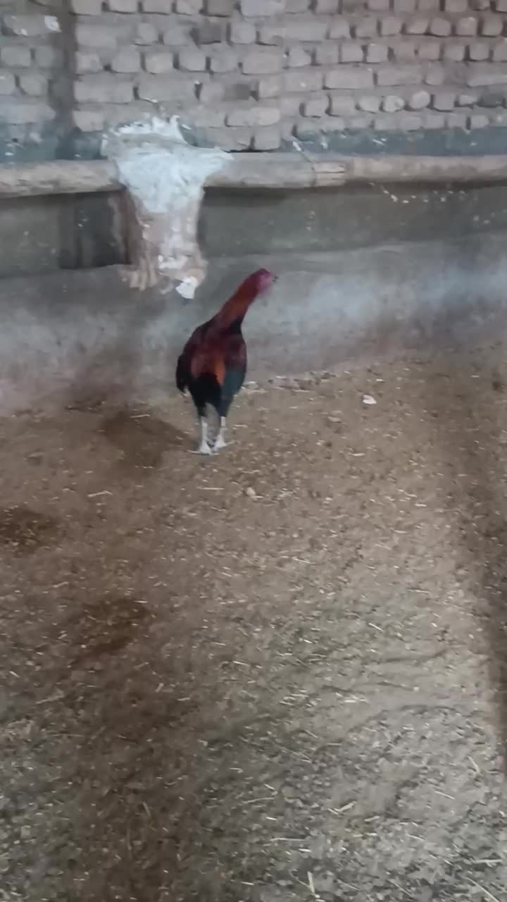 خروس لاری|حیوانات مزرعه|مشهد, وکیل‌آباد|دیوار