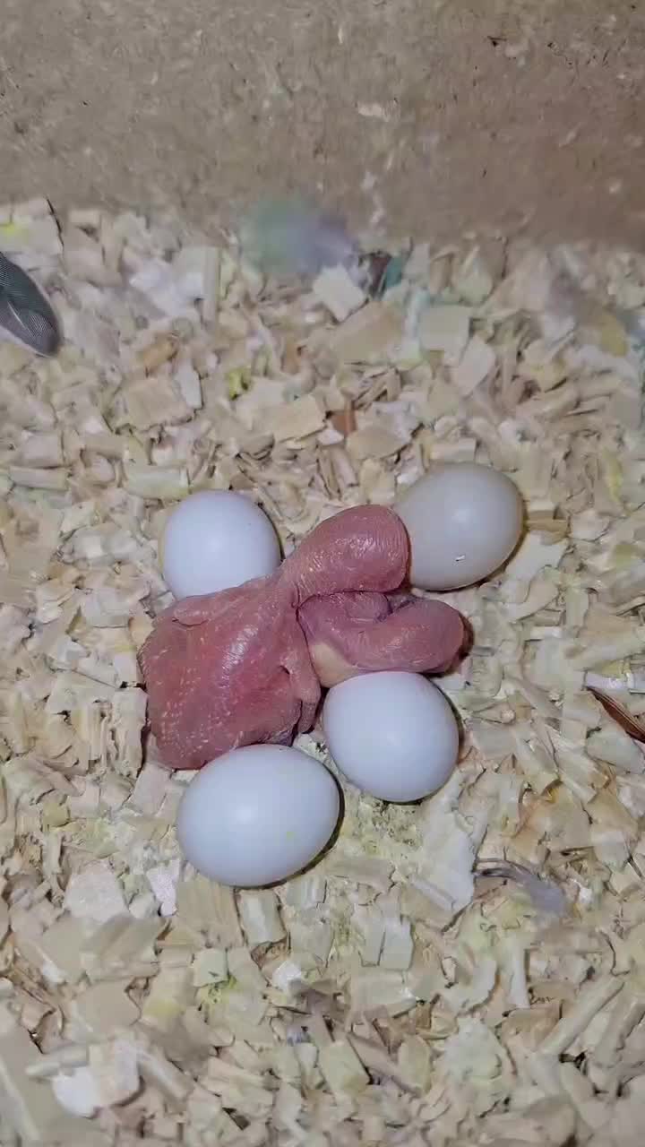 مرغ عشق جفت رنگ خاص لوتینو|پرنده|فردیس, فردیس|دیوار