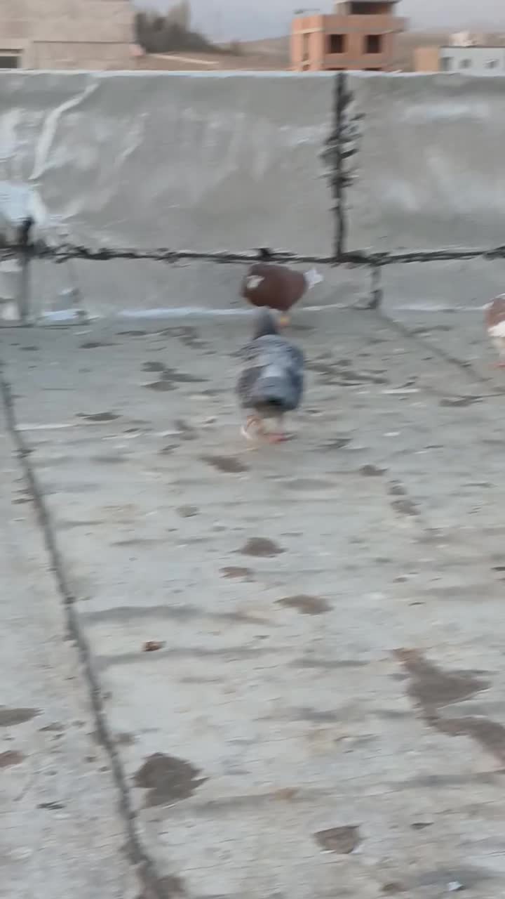 ۲ کفتر تهرانی|پرنده|فیروزکوه, |دیوار