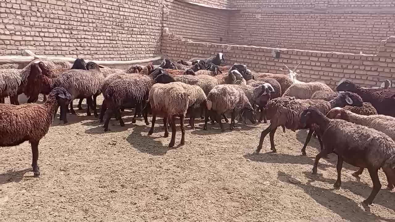 چهل راس میش آبستن مناسب داشت و پروار بدون بره|حیوانات مزرعه|تهران, آسمان|دیوار
