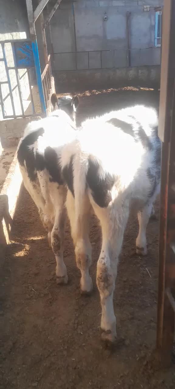 گوساله نر|حیوانات مزرعه|بوئین زهرا, |دیوار