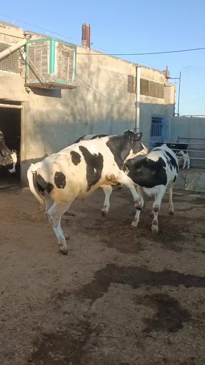 گوساله نر قطع شیر|حیوانات مزرعه|فرمهین, |دیوار