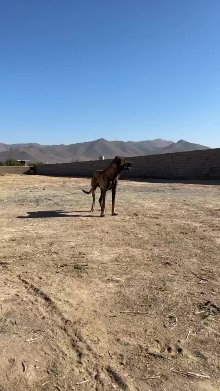 توله سرابی|سگ|قره چای, |دیوار