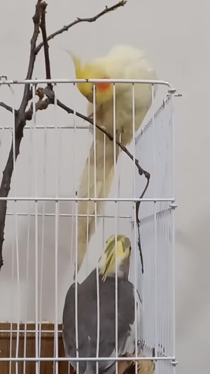 عروس هلندی نر و ماده سرحال کسی قلب داره ۲۵۰۰|پرنده|صومعهسرا, |دیوار