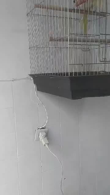 قناری. و عروس هلندی|پرنده|باقرشهر, |دیوار