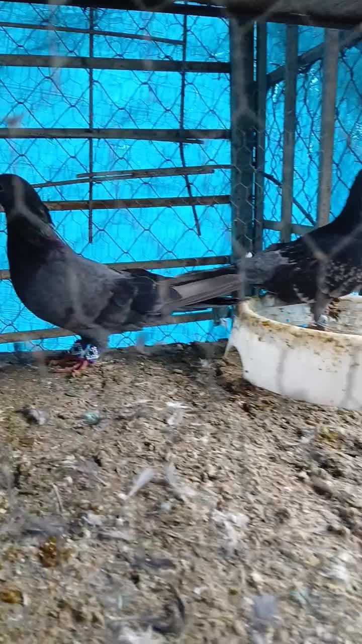 کبوتر پرشی ساعت بالا|پرنده|نوشهر, |دیوار