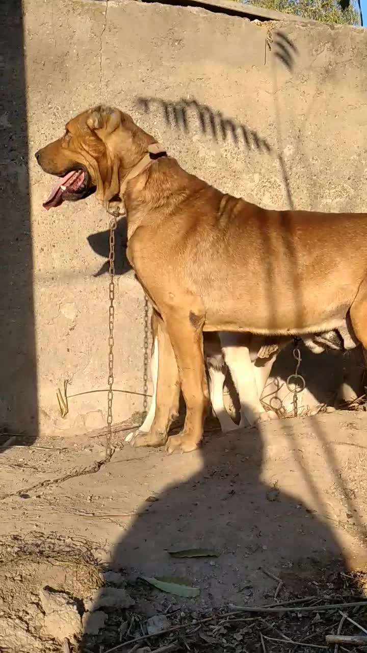 سگ گم شده.|سگ|گنبد کاووس, |دیوار