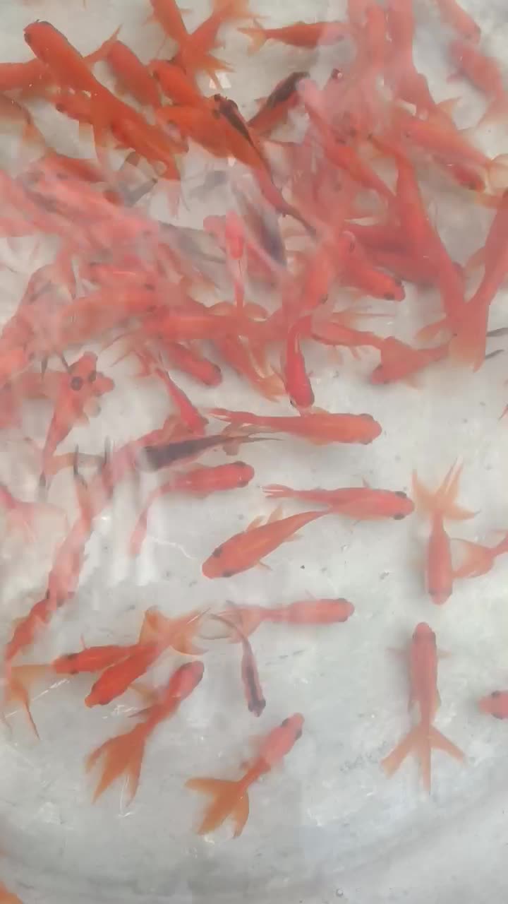 ماهی قرمز|ماهی|یزد, |دیوار