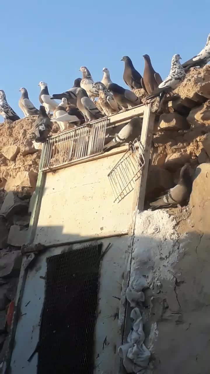 دورگ، طوقی،صداداروکاشانی،عربی،ترکاش|پرنده|مسجد سلیمان, |دیوار