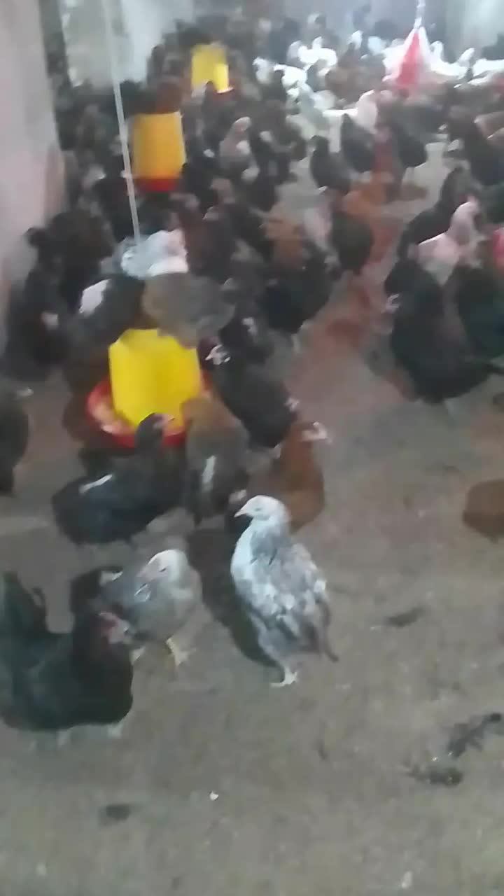 فروش مرغ گل پایگانی 6ماهه|حیوانات مزرعه|خضر آباد, |دیوار