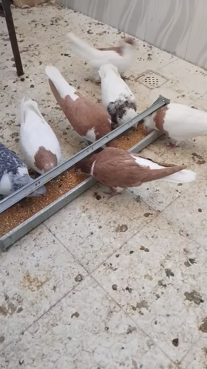 کبوتر خوشرنگ و طوقی|پرنده|فولادشهر, B2|دیوار