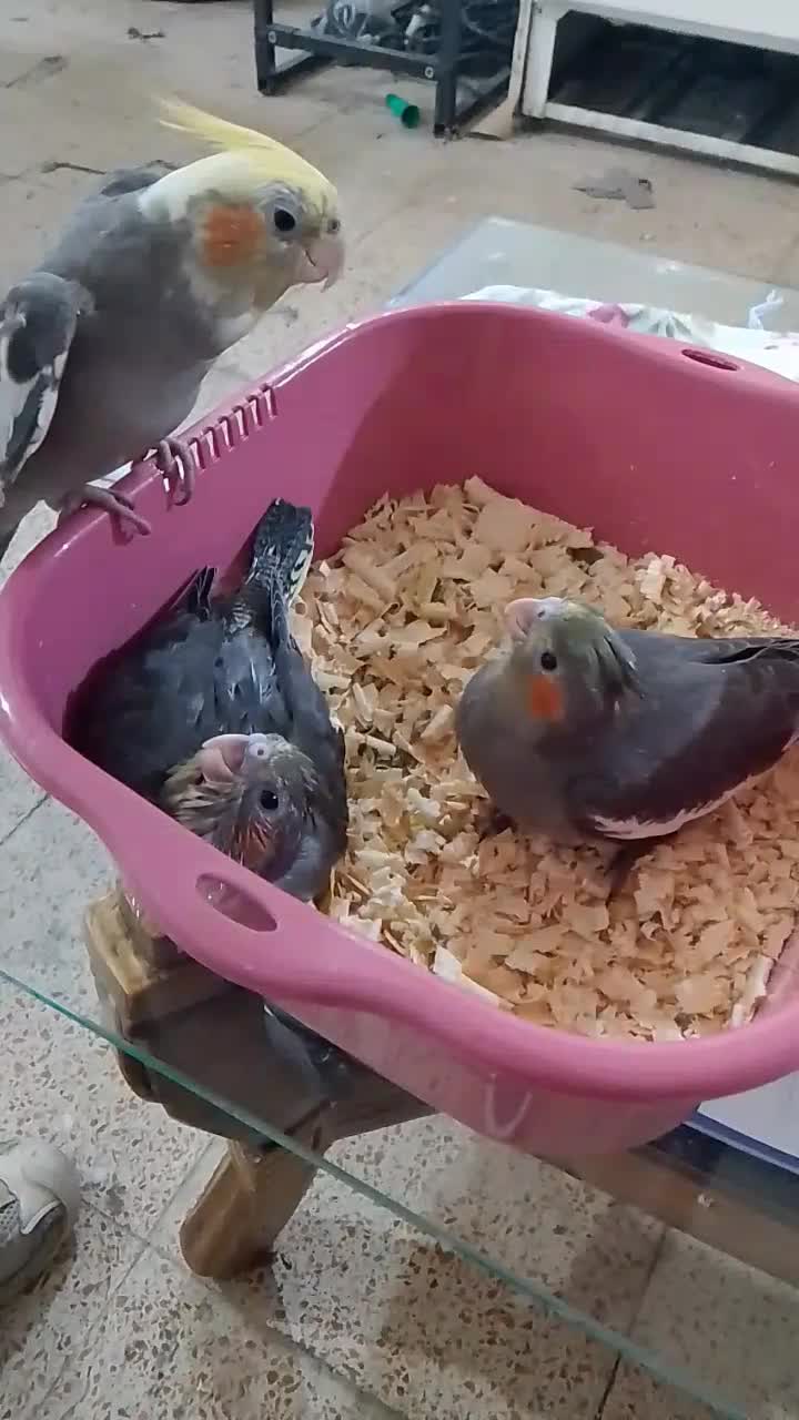 یک عروس هلندی ابلق دارچینی گم شده|حیوانات|رباطکریم, رباطکریم|دیوار