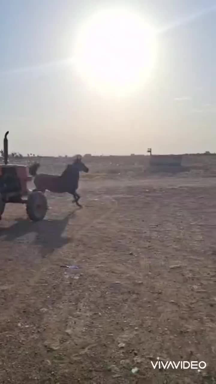 اسب فروشی|اسب و تجهیزات اسبسواری|قم, خداکرم|دیوار