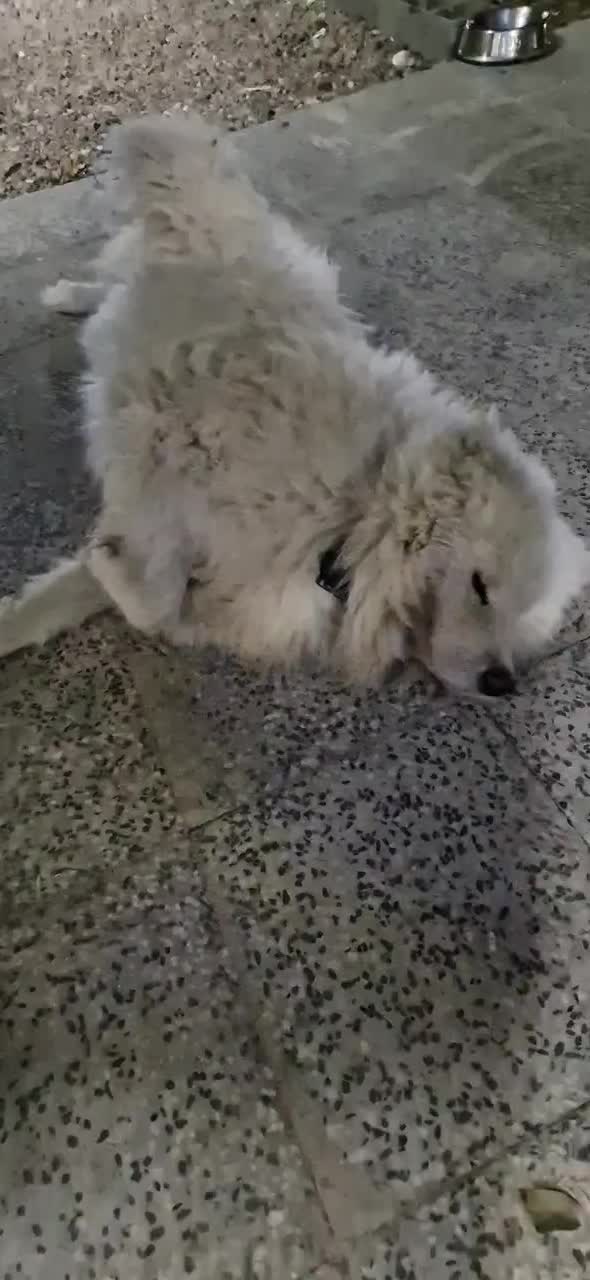 گمشده سگ ساموئید مژدگانی|سگ|قزوین, |دیوار