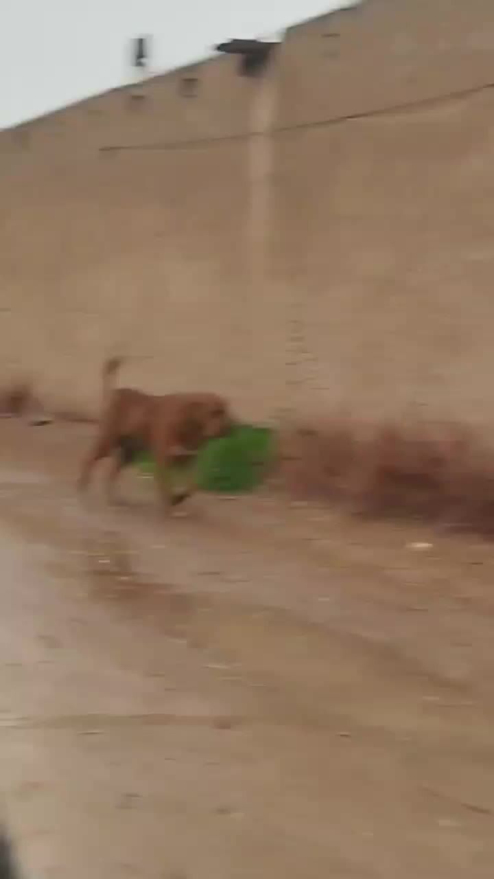 سگ خراسانی|سگ|باخزر, |دیوار