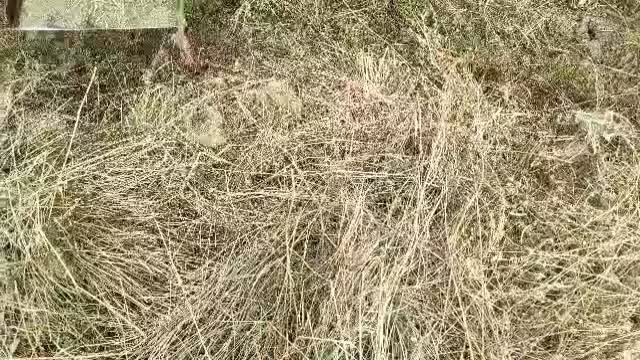 بیلر بستهبندی یونجه star 2009|ماشینآلات صنعتی|میاندوآب, |دیوار