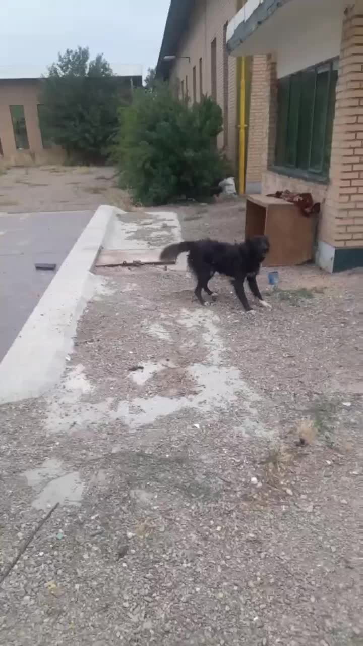 توله های سگ قدرجونی نروماده|سگ|قزوین, |دیوار