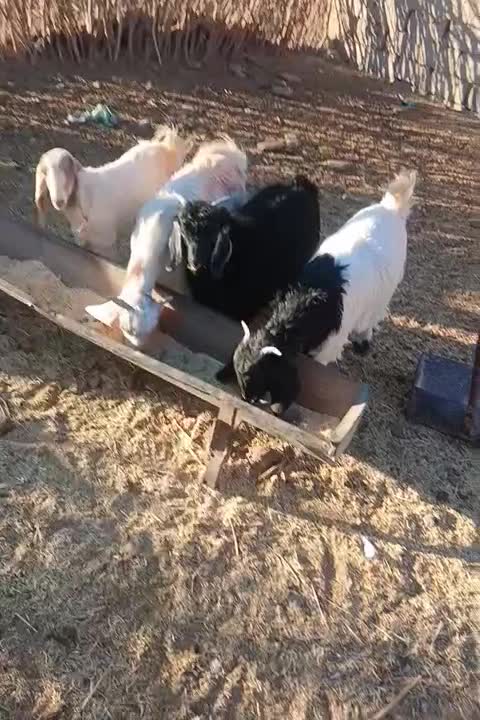 ۴ عدد بزغاله|حیوانات مزرعه|سربیشه, |دیوار