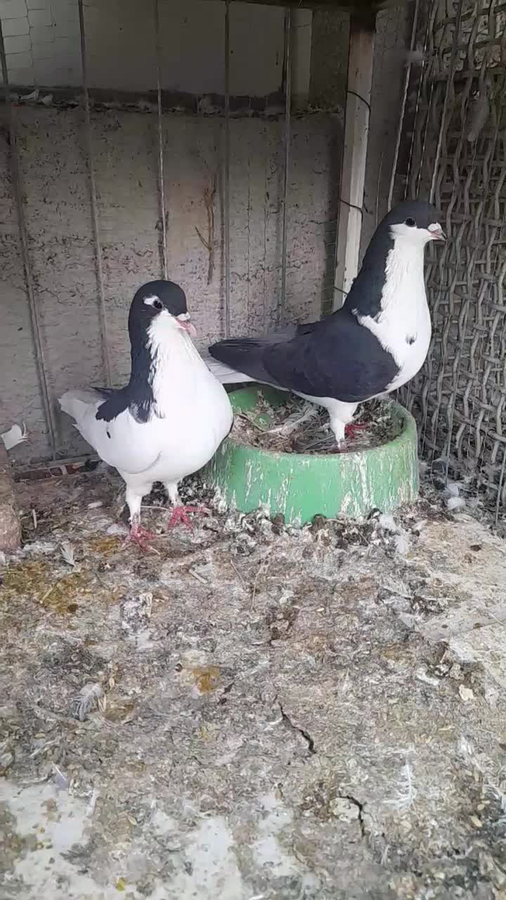 کبوتر فروشی|پرنده|سرایان, |دیوار