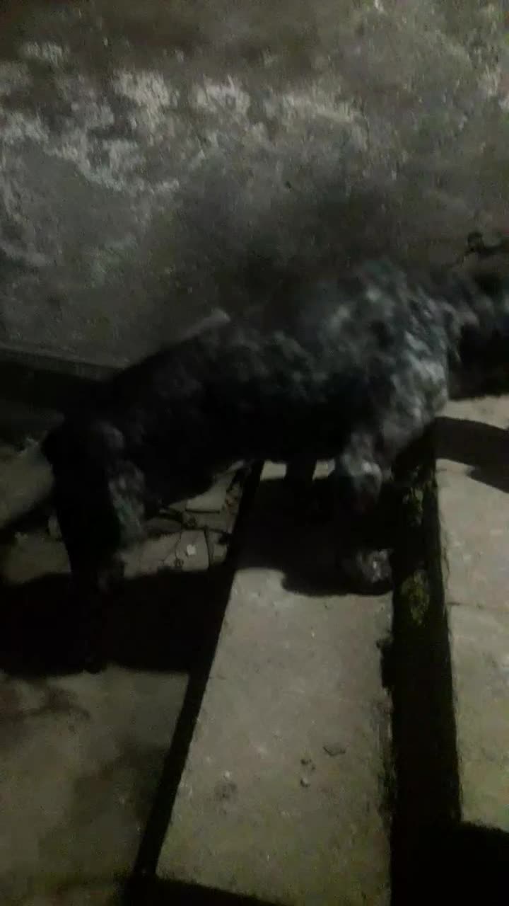 سگ شکاری|حیوانات|آمل, |دیوار