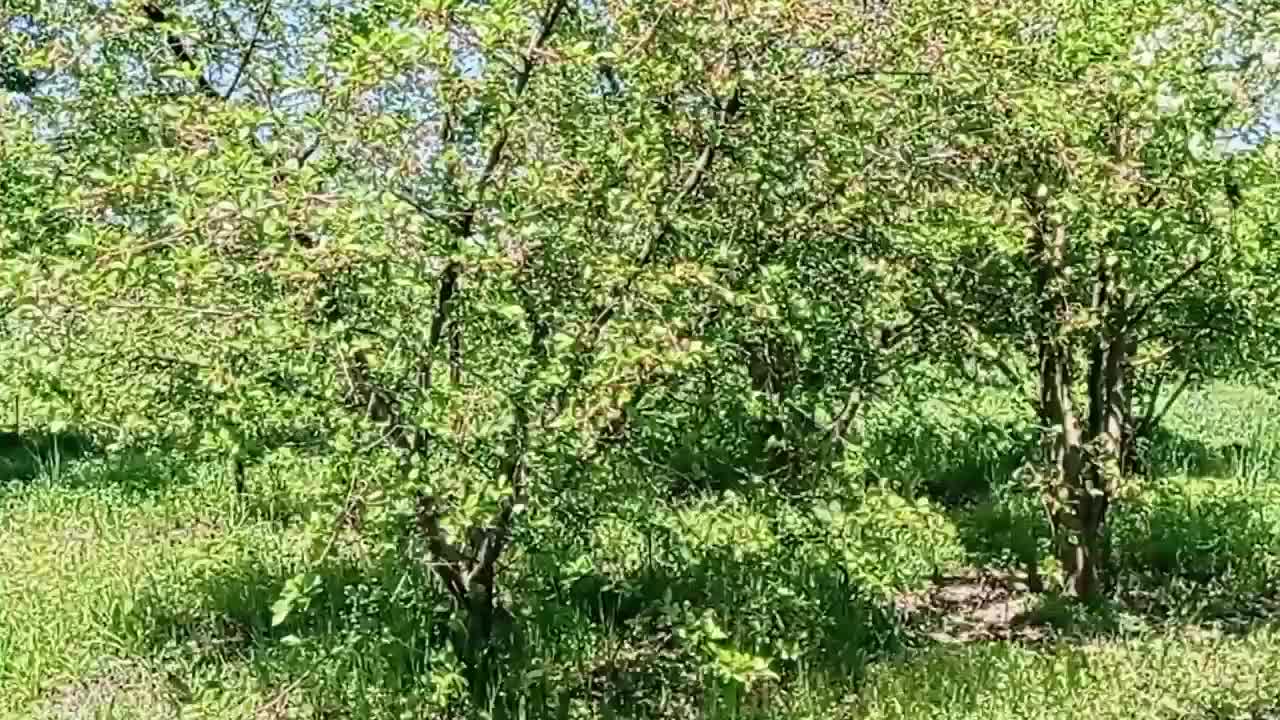 باغ|فروش زمین و ملک کلنگی|بجنورد, |دیوار