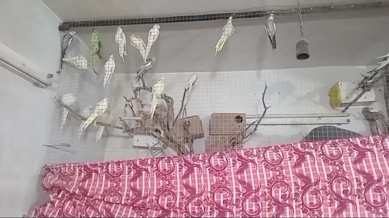 عروس هلندی|پرنده|خرمآباد, |دیوار