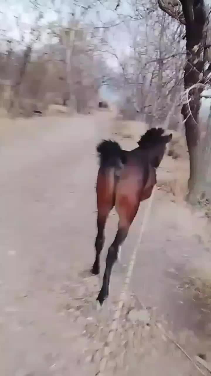 اسب|اسب و تجهیزات اسب‌سواری|ملایر, |دیوار