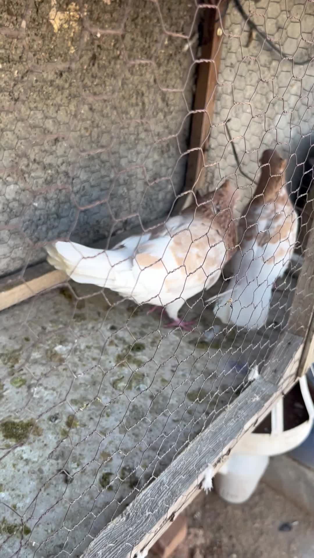 کله زرد|پرنده|مشهد, محمدآباد|دیوار