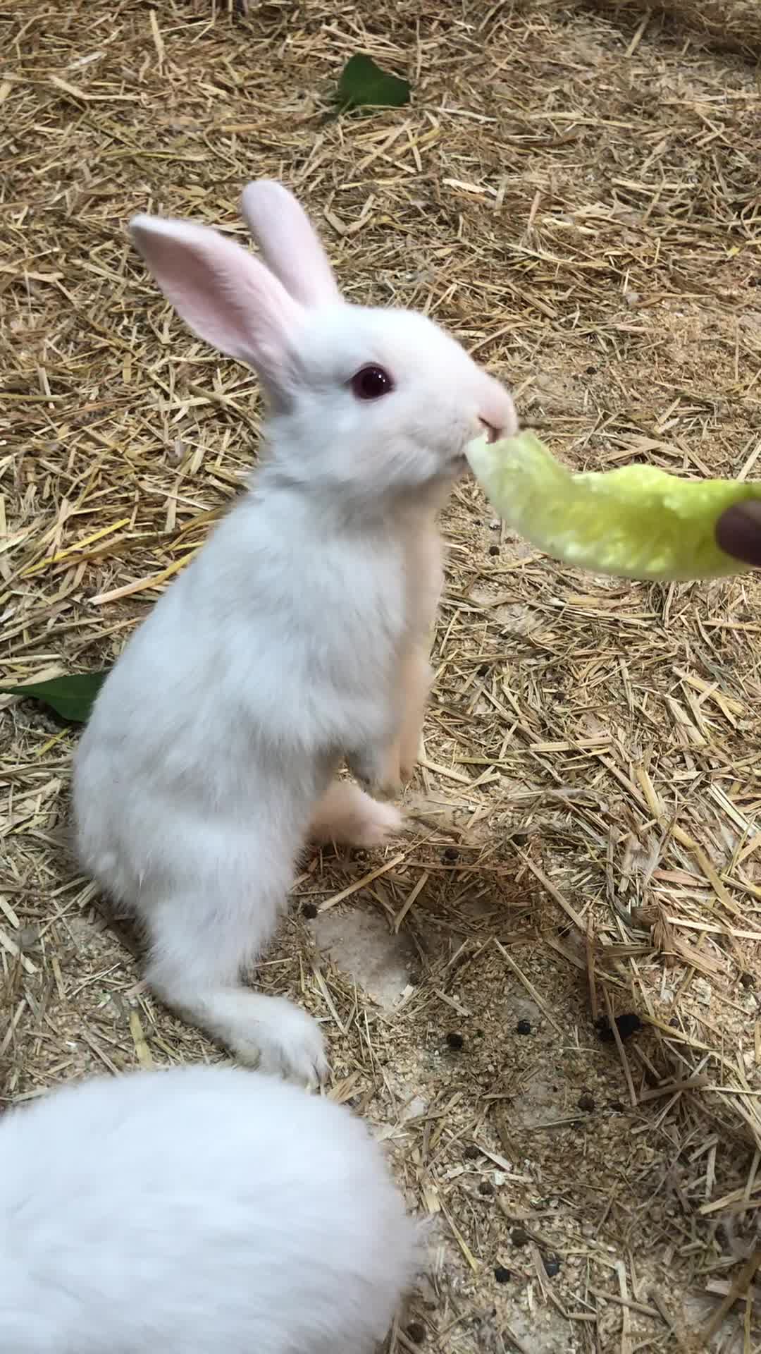 خرگوش دستی|موش و خرگوش|سبزوار, قصبه شرقی|دیوار