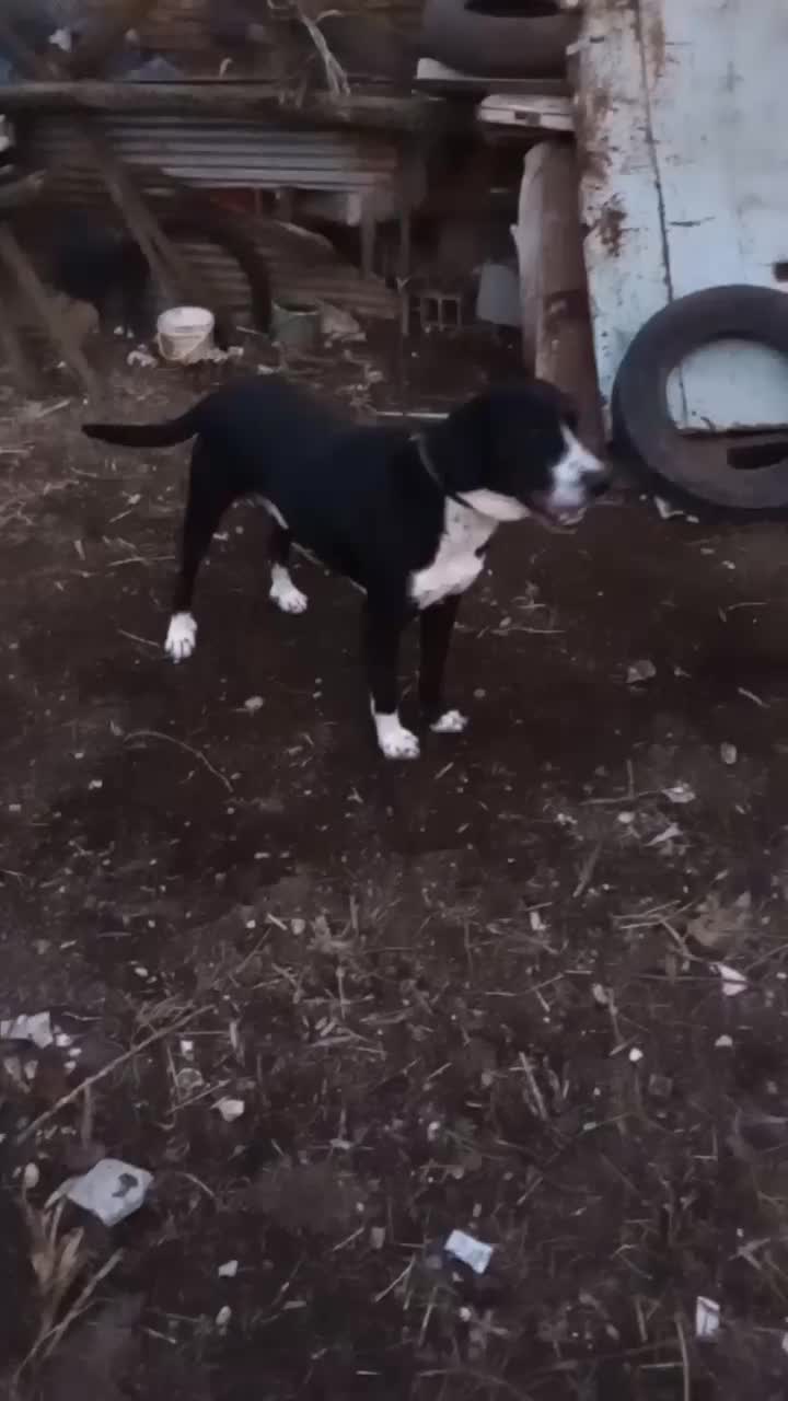 سگ مخصوص نگهبانی باغ دامداری یا خانه ویلای|سگ|گرگان, |دیوار