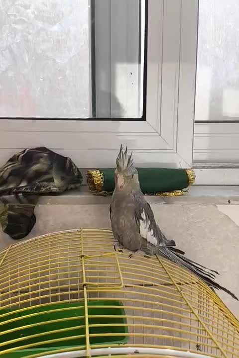 عروس هلندی|پرنده|فولادشهر, C4|دیوار