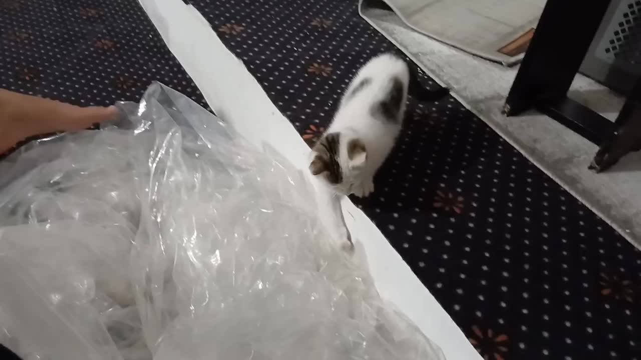 گربه دو سه ماهه|گربه|اردبیل, |دیوار