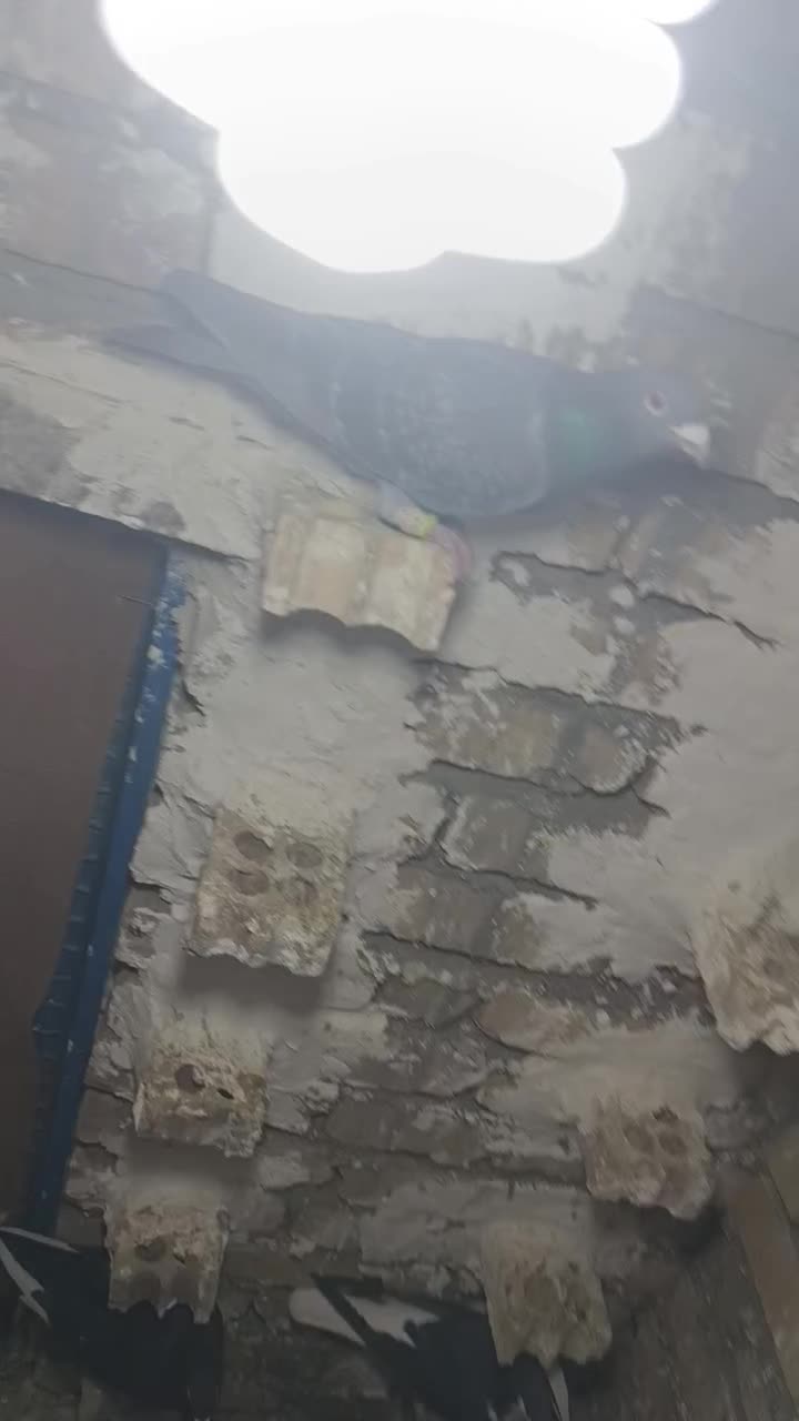 پلاکی|پرنده|بوئین زهرا, |دیوار