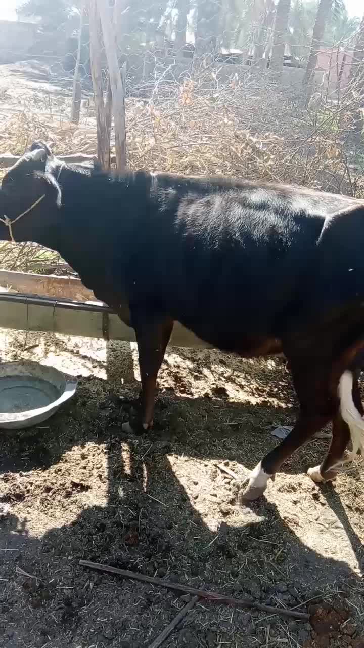 گوساله ماده با گاو|حیوانات مزرعه|جیرفت, |دیوار